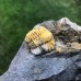 Ellipsocephalus vetustus
